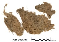 藏品(泥炭苔屬)的圖片